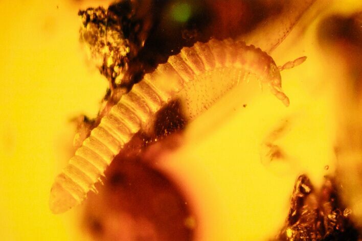 Fossil Millipede, Winged Termite, Aphid & Mite in Chiapas Amber #302570